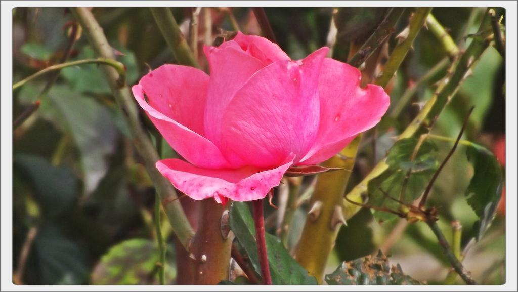 Pousada Das Rosas Campos do Jordão Eksteriør billede
